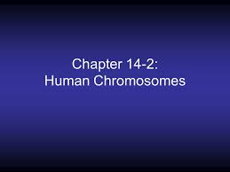 Describe the patterns of the inheritance of human traits. Chapter 14 1 Human Heredity Human Chromosomes 1 Most Of Our Cells Contain 23 Pairs Of Chromosomes For A Total Of 46 Chromosomes A These Cells Are Ppt Download