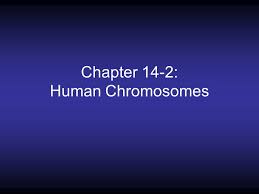 Download free chapter 14 section 2 human chromosomes chapter 14 section 2 human chromosomes right here, we have countless ebook chapter 14 section 2 human chromosomes and collections to check out. Chapter 14 1 Human Heredity Human Chromosomes 1 Most Of Our Cells Contain 23 Pairs Of Chromosomes For A Total Of 46 Chromosomes A These Cells Are Ppt Download