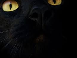 We determined that these pictures can also depict a black cat. This Looks Like My Baby 3 Black Cat Cats Cat Wallpaper