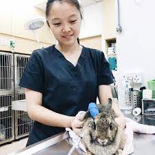 As a pet owner, a trip to a 24 hour emergency vet clinic in singapore is daunting, no matter how many times you've been there. 11 24 Hour Vets In Singapore Sorted By Location To Bookmark For Emergencies At 3am