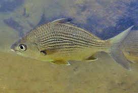 Image result for Erlangea misera