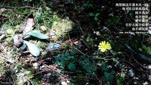 我想跟这片灌木丛一样 每天在这里抵抗着 既不消失 也不抱怨 更不说话 它什么都不需要 也不被征服 momento mori mori plants