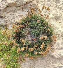 Image result for Cyperus margaritaceus