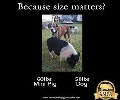 Pigs for sale in classifieds in ontario. The Little Pig Farm Ontario Home Facebook