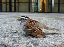 It is also believed that the birds that are hitting windows represent angels and we need to notice them and to understand their message. What Happens To The Birds That Survive A Window Collision Flap Canada