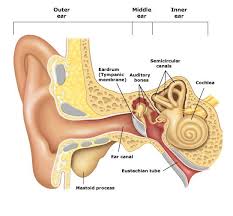 The Middle Ear Contains Three Bones The Smallest In The Human Body Known As Ossicles Yea Those Ear Anatomy Human Ear Anatomy Human Ear