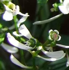 Image result for Euphorbia graminea