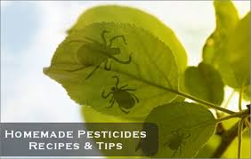 natural homemade pesticides recipes tips