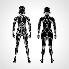 Female cardiovascular system, rear and front views, on black. Anatomy Of Female Muscular System Exercise And Muscle Guide Women Muscle Vector Art Back View Tasmeemme Com
