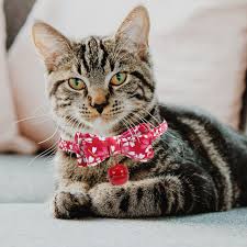 4.5 out of 5 stars (12,039) sale price $7.99 $ 7.99 $ 9.99 original price $9.99 (20% off) favorite add to. Personalized Breakaway Cat Collar With Engarved Id Tag And Bell Personalized Cat Collars Cat Collars Cats