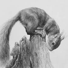 Have You Ever Been Lucky Enough To See A Red Squirrel Detail Of The Little Acrobat In Graphite Realistic Animal Drawings Squirrel Art Animal Drawings