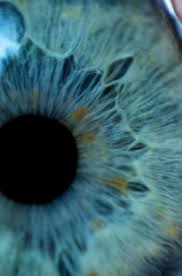 Blue Eye Makro Fotografcilik Fotografcilik Dokular