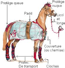 Blog De Apprenons Nos Galops Galop 4 Ethologie Cheval Cheval Galop