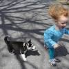 Story image for Best Pet Supplies Dog Supplies Dog Diapers For Sale from Romper