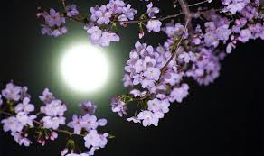 This year, the strawberry moon is the first full moon of summer, and it'll be at its fullest on thursday, june 24, at 2:40 p.m. Flower Moon Meaning What Is The Meaning Behind The May Flower Moon S Name Science News Express Co Uk