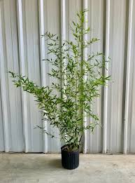 Image result for Pilea bambuseti