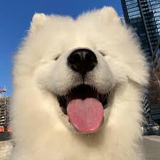 Sammy Smiles