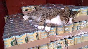 You love your cat like it's one of your own children. Food Deliveries Feed A Cat