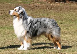 Bredeja australian shepherdsbredeja australian shepherdsbredeja australian shepherds. Australian Shepherd Breeds