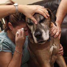 Deinen hund einschläfern zu lassen, kann eine schwierige und herzzerreißende entscheidung sein. Diese Emotionalen Fotos Zeigen Die Letzten Augenblicke Zwischen Menschen Und Ihren Haustieren Buzz