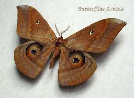 Salassa Thespis Big Silk Moth Entomology Collectible In Museum Quality Shadowbox Entomology Insect Art Moth
