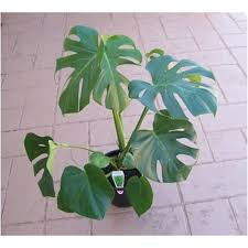 200mm Monstera Deliciosa At Bunnings Warehouse Monstera Deliciosa Plant Leaves Monstera
