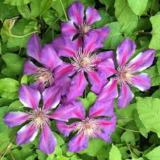 Maybe you would like to learn more about one of these? Clematis American Beauty White Flower Farm Clematis Clematis Flower