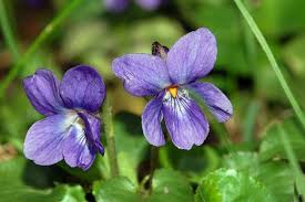 We did not find results for: What Are Greece S National Flower National Tree Greece Travel Ideas