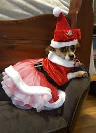 Bella Christmas Dog Outfits Cute Dog Clothes Christmas Dog