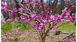 Pink flowering tree in florida 2. Top Four Spring Flowering Trees To Plant University Of Illinois Extension