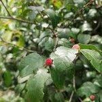 Image result for Chaetocarpus