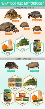 Know What To Feed Your Tortoise Depending On What Type It Is Grassland Tortoises Diet Should Consist Of 10 20 Chopped O Tortoise Food Tortoises Tortoise Care