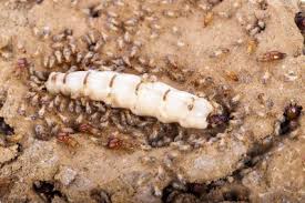 The ones that get in from the bottom, subterranean termites, live in the soil and enter the house to consume wood, then return to their nest in the ground. Debunking Termite Myths Using Interesting Facts About Termites