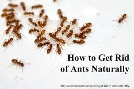 I see a line of small black ants and also a. How To Get Rid Of Ants Naturally Why You Should Protect Outside Ants