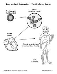 Levels Of Organization In The Body From Cells To Organisms Exploring Nature Educational Resource Science Education The Body Book Science Resources