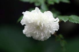 Image result for Rubus rosifolius