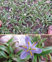 Image result for Xerophyta humilis