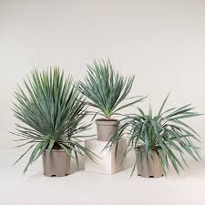 Image result for Yucca gloriosa