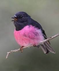 Pin By Emone On Passaros Pretty Birds Animals Beautiful Beautiful Birds