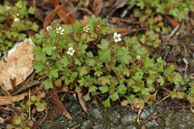 Image result for Tridactyle tridactylites