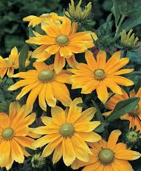 Image result for Rudbeckia hirta