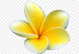 | view 1,000 without background illustration, images and graphics from +50,000 possibilities. Flowers Clipart Background