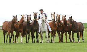 Every day, horses polo argentino and thousands of other voices read, write, and share important comenzó un nuevo año y con ello, la asociación argentina de polo, mediante su plataforma. Reasons Why The Argentine Pony Is Special And Sought After In Polo La Polo