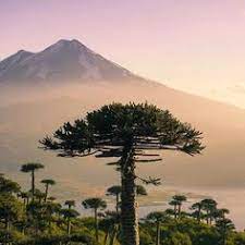 We tripantu celebración, agradecimientos y rituales a la tierra, un nuevo equinoccio y solsticio, un nuevo ciclo de vida. 12 Ideas De We Tripantu Ciclo Lunar Ciclo Vital Cultura Mapuche
