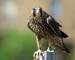 Birds Of Prey Animals 4 Types Of Falcons Species With Pictures Peregrine Falcon Peregrine Birds