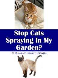 Eye Opening Useful Tips Flea Spray For Cats Natural Bee Spray Cat Food Why Does A Cat Spray On Its Owner Age Cats Start Spraying Essential Oil Spray To Sensible