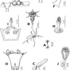 Image result for Sericanthe leonardii