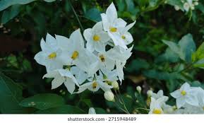 Image result for Solanum laxum