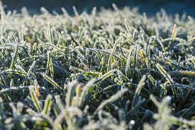 How To Protect New Grass From Frost 3 Low Cost Methods Pepper S Home Garden