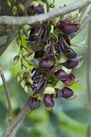 Image result for Mucuna